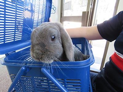 Teddy Arriving at Vet